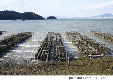 Oyster farm, Yeosu, Jeonnam 31168600