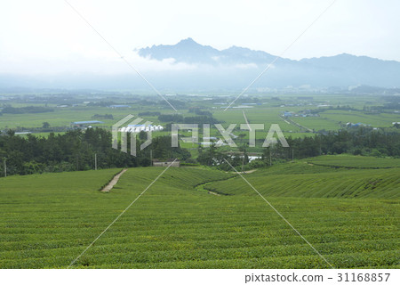 Green tea field, Wolchulsan, Yeongam-gun, Jeonnam 31168857
