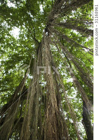 印度尼西亞巴厘島 31168961