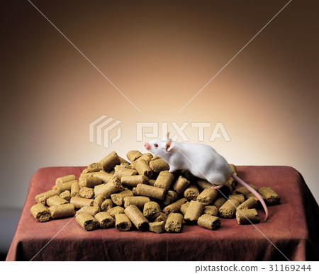 rat rat 31169244