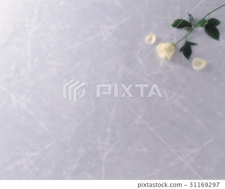 White White 31169297