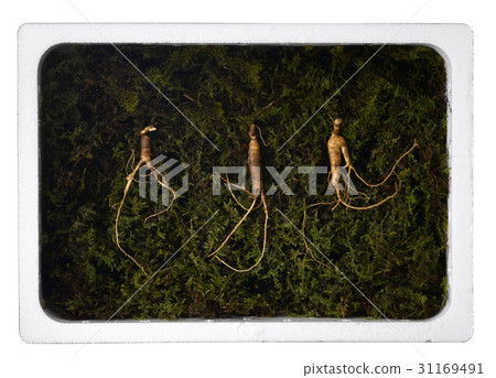 Wild ginseng 31169491