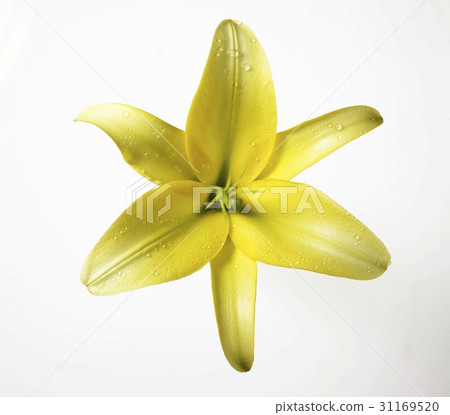 百合 31169520