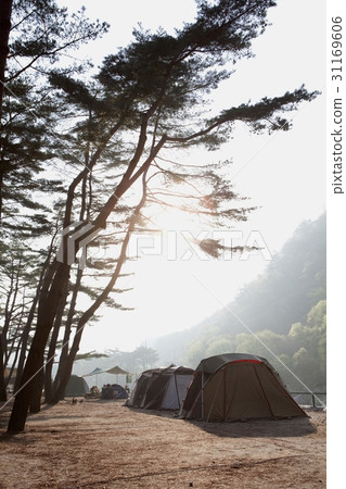 Pine Tree, River Hills Auto Camping Site, Chiak Mountain, Yeongwol-gun, Gangwon-do 31169606