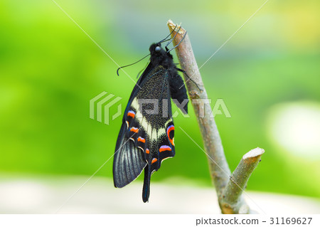 Callus Swallowtail  -  Miyama Callus Swallowtail 31169627