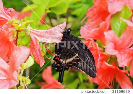 Callus Swallowtail - Miyama Callus Swallowtail Callus Swallowtail - Miyama Callus Swallowtail 31169629