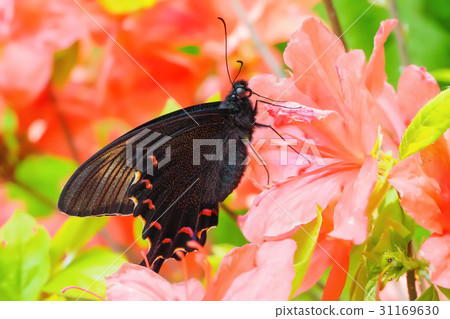 Callus Swallowtail  -  Miyama Callus Swallowtail 31169630