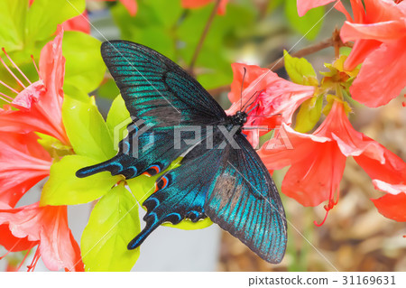 Callus Swallowtail  -  Miyama Callus Swallowtail 31169631