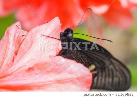 Callus Swallowtail  -  Miyama Callus Swallowtail 31169632