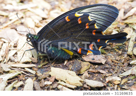 Callus Swallowtail  -  Miyama Callus Swallowtail 31169635