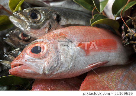 野黑郎 野黑郎 31169639