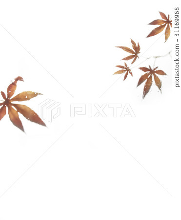 Maple leaf 31169968