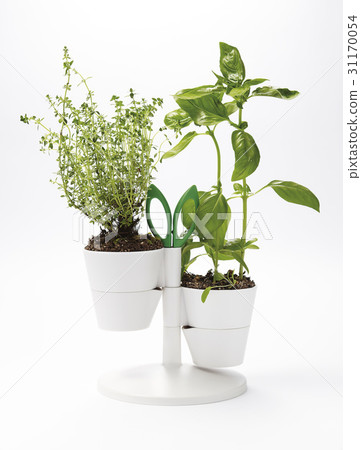 Herb Herb 31170054