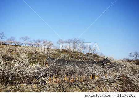 Plum, Plum Village, Gwangyang, Jeonnam 31170202