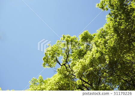 楓樹，Gyeongbuk 31170226