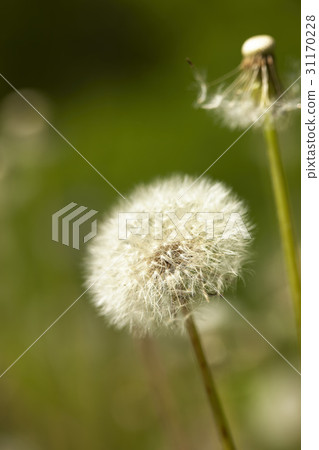 蒲公英 蒲公英 31170228