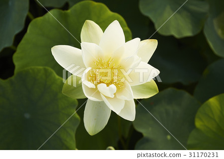 Lotus Lotus 31170231