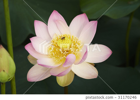 蜜蜂，蓮花 31170246