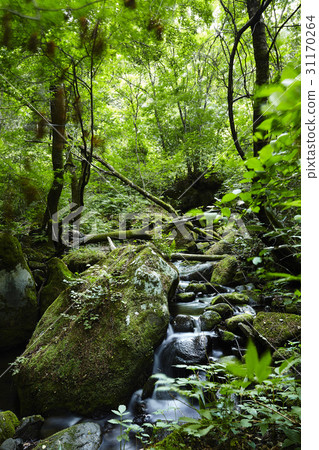 Valley, Yeongwol-gun, Gangwon-do 31170264