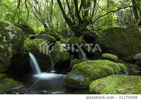 Valley, Yeongwol-gun, Gangwon-do Valley, Yeongwol-gun, Gangwon-do 31170266