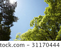 Tree, Gyeongju, Gyeongbuk 31170444