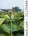 Lotus, gorgeous land, Siheung, Gyeonggi-do 31170446