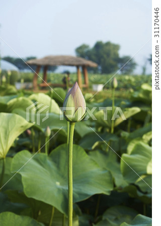 Lotus, gorgeous land, Siheung, Gyeonggi-do Lotus, gorgeous land, Siheung, Gyeonggi-do 31170446