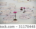 Water Lily, Gangjiji, Siheung, Gyeonggi-do 31170448