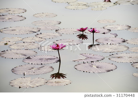 Water Lily, Gangjiji, Siheung, Gyeonggi-do Water Lily, Gangjiji, Siheung, Gyeonggi-do 31170448