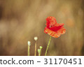 poppy 31170451