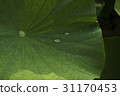 Water droplets, lotus leaves 31170453