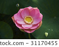 Lotus 31170455