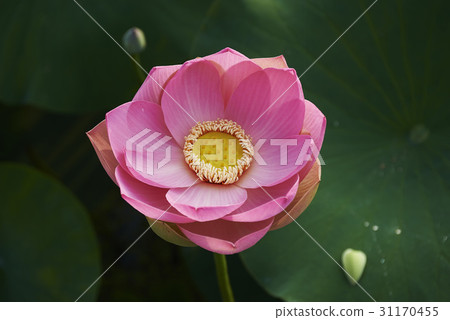 Lotus Lotus 31170455