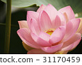 Lotus 31170459