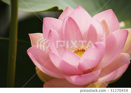 Lotus Lotus 31170459