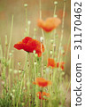 poppy 31170462