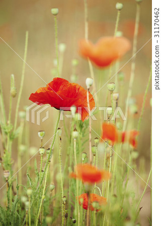 poppy poppy 31170462