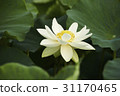 Lotus 31170465