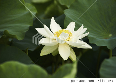 Lotus Lotus 31170465