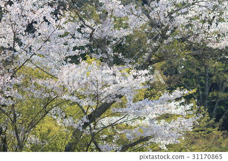 Beautiful Cherry blossom , white sakura flower 31170865