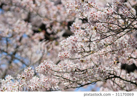 Sakura (Cherry Blossom) at Ho Park,  31170869