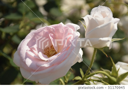 Pink chiffon (varieties of roses) 31170945