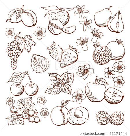 fruits and berries. Vector illustration.Design 31171444