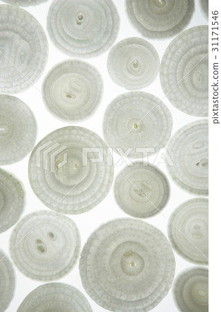 onion 31171546