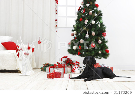 Flat-coated retriever, Christmas tree 31173269
