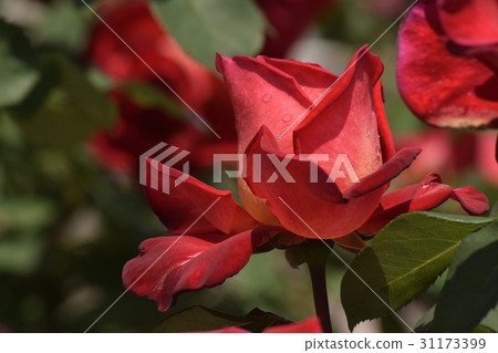 Luoyang (varieties of roses) Luoyang (varieties of roses) 31173399