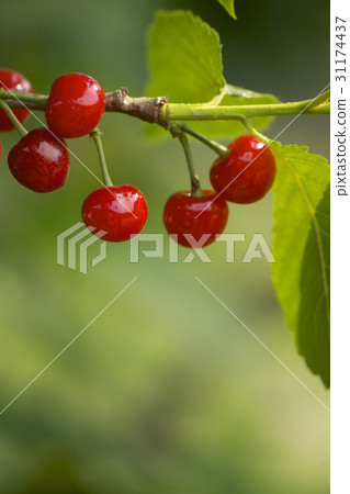 櫻桃 櫻桃 31174437