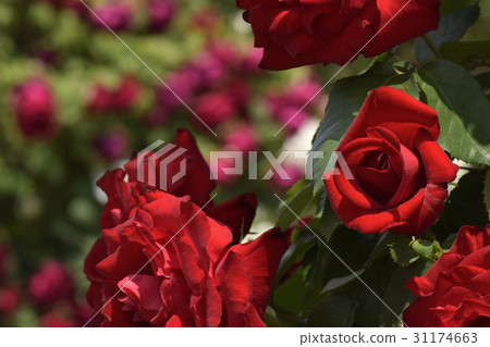 Ulmer Muhnter (Varieties of Roses) 31174663