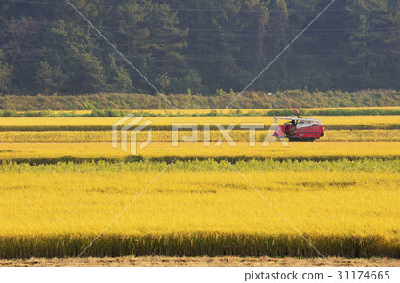 Rice, Boeun-gun, Chungbuk 31174665