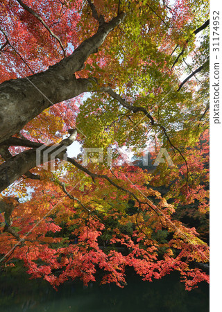 Baekam Mountain, Changseong County, Jeonnam Baekam Mountain, Changseong County, Jeonnam 31174952